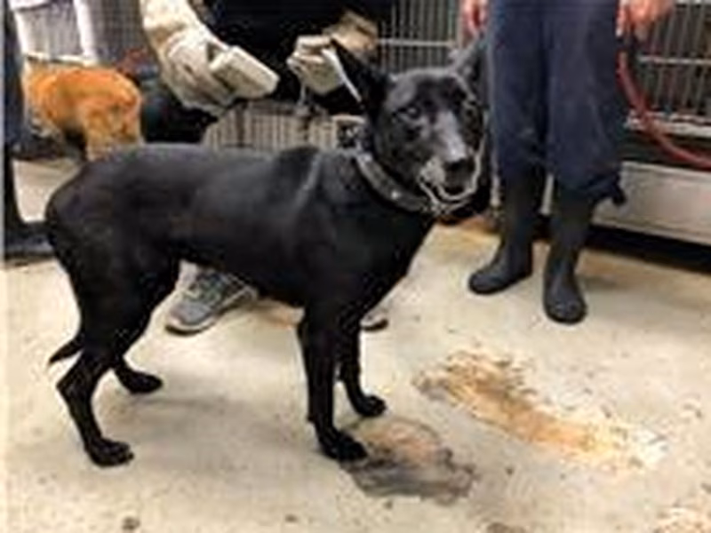 Black adult female mixed-breed dog, Medium, shelter no. …2105