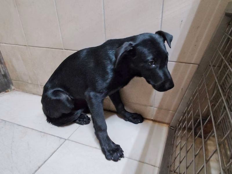 Black adult female mixed-breed dog, Large, shelter no. …1601