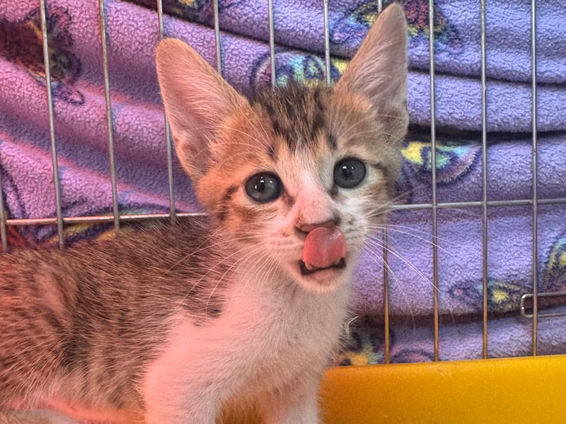 Tabby-and-white young male mixed-breed cat, Small, shelter no. …7001