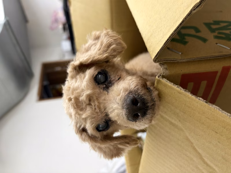 poodle (Lalaki, Matanda na, kayumanggi), Maliit, blg. ng shelter …4003