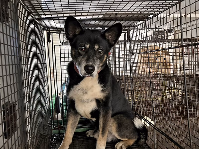 Black adult male mixed-breed dog, Medium, shelter no. …8001