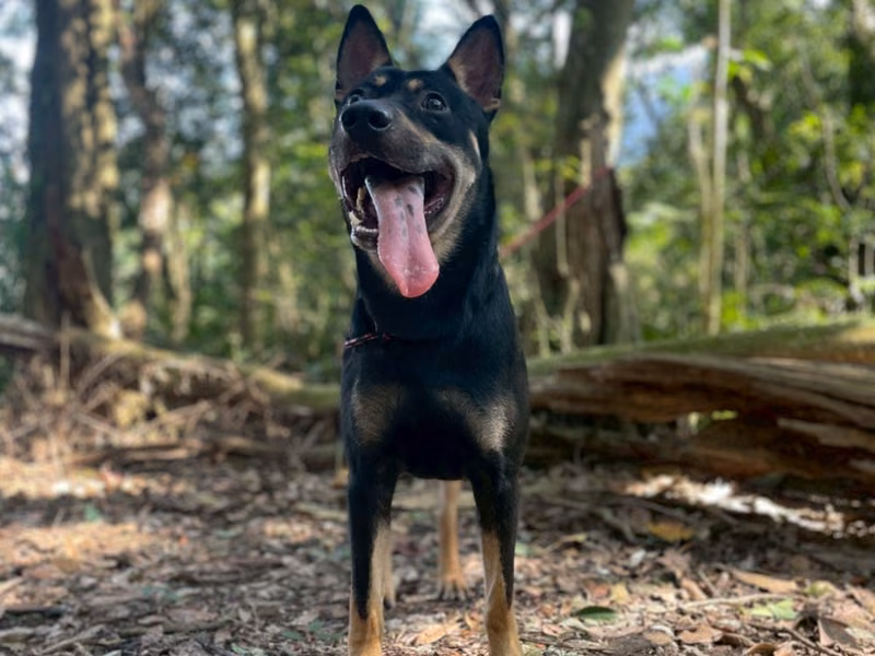 Adult male mixed-breed dog, Large, shelter no. …9001