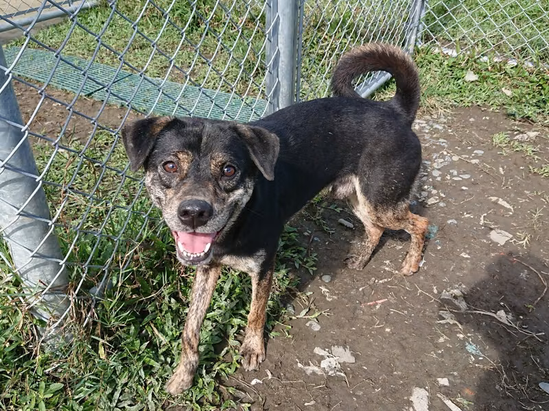Black-and-brown adult male mixed-breed dog, Medium, shelter no. …1805