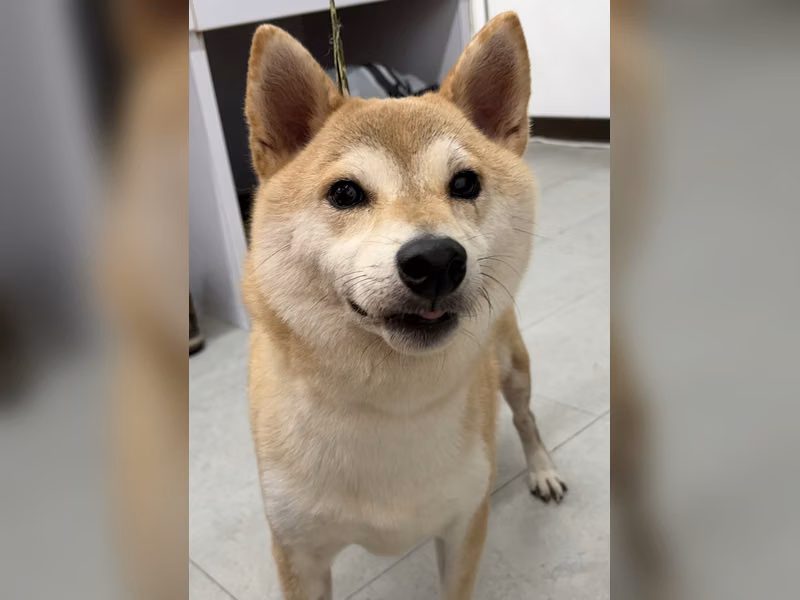 ミックス犬(オス・成犬・茶)、中型, 施設番号 …5002