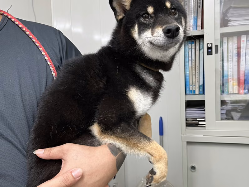 Black-and-white adult female Shiba Inu, Medium, shelter no. …1006