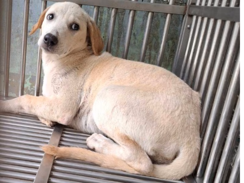 White adult female mixed-breed dog, Medium, shelter no. …6-03