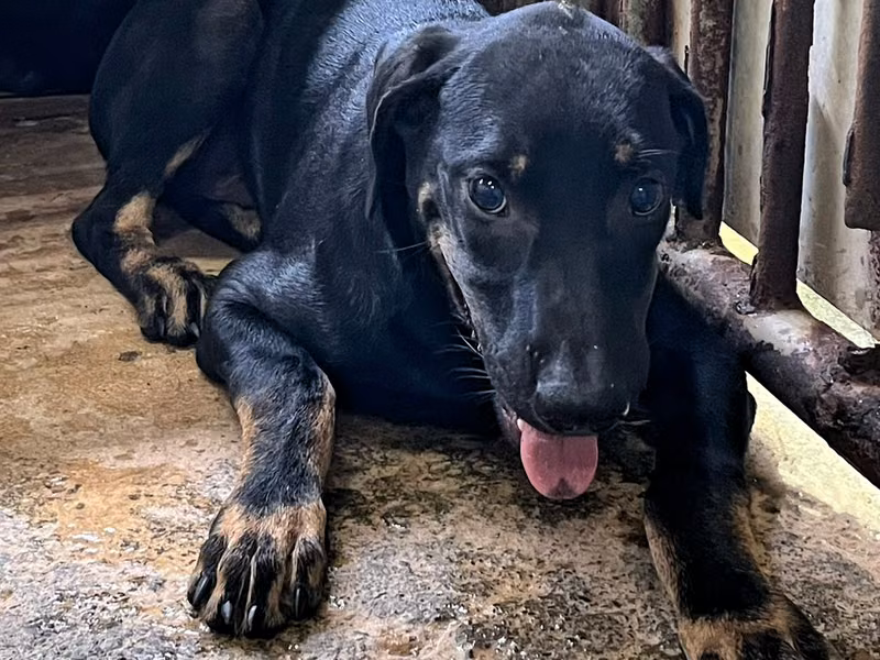 Black-and-tan adult male mixed-breed dog, Medium, shelter no. …9006