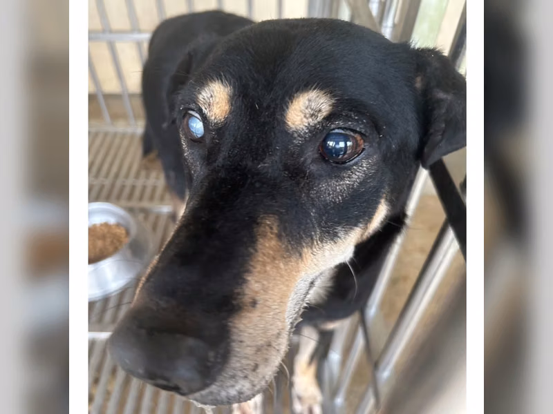 Black-and-tan adult male mixed-breed dog, Large, shelter no. …9020