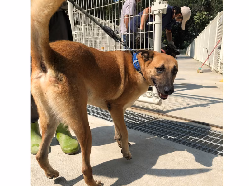 ミックス犬（オス・成犬・茶）、中型, 施設番号 …6-20