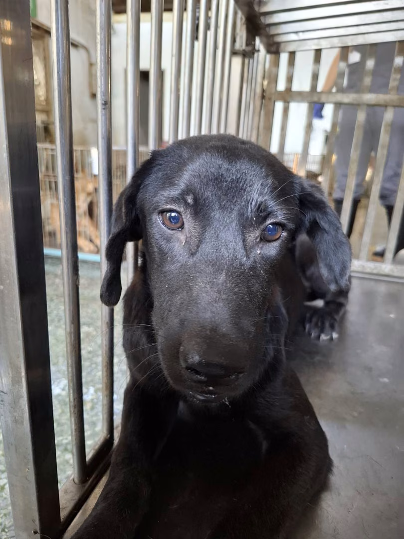 Black adult male mixed-breed dog, Medium, shelter no. …0-05