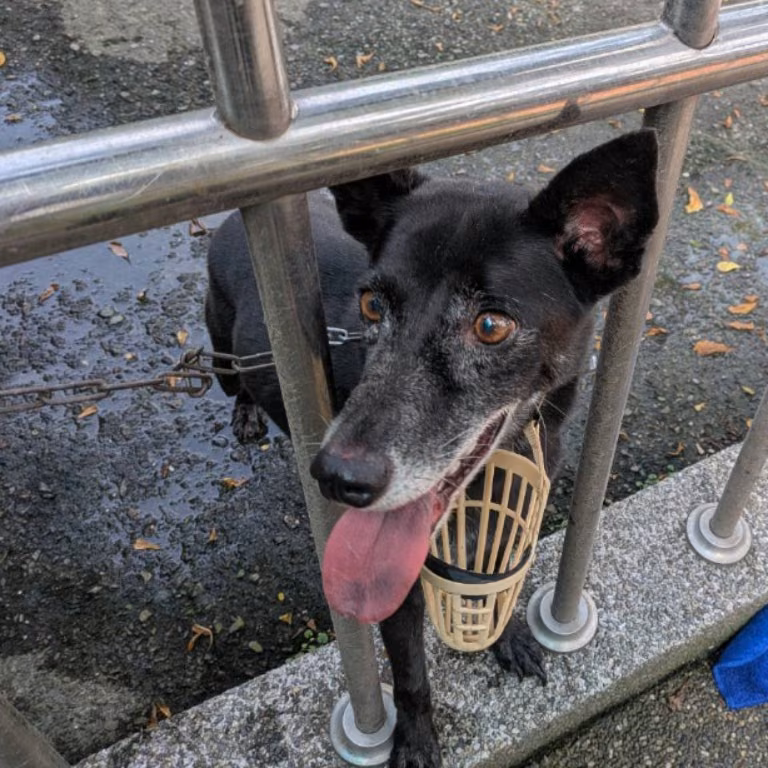 Black adult female mixed-breed dog, Medium, shelter no. …1-11