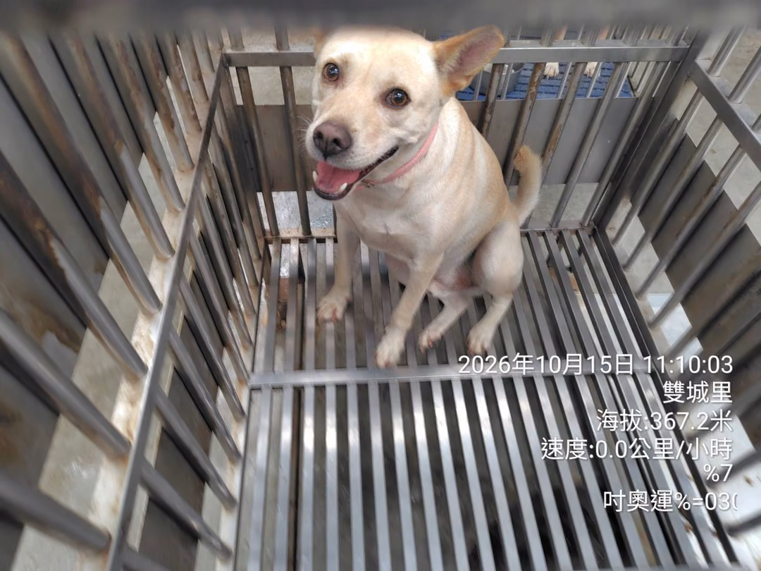 Tan adult male mixed-breed dog, Medium, shelter no. …9001