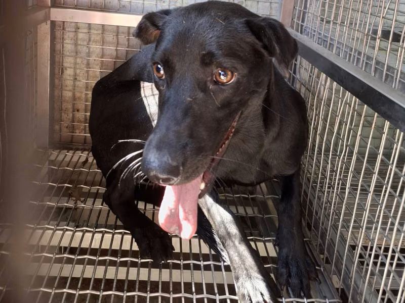 Black adult female mixed-breed dog, Medium, shelter no. …9-03