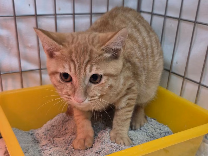 Orange tabby young male mixed-breed cat, Small, shelter no. …8003