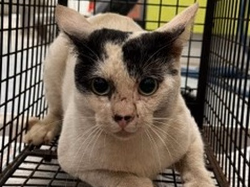 Pusang halo ang lahi (Matanda na, itim at puti), Malaki, blg. ng shelter …5002