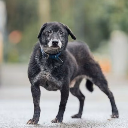 Black adult male mixed-breed dog, Medium, shelter no. …0204