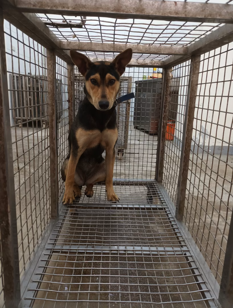 Black-and-tan adult female mixed-breed dog, Large, shelter no. …5004