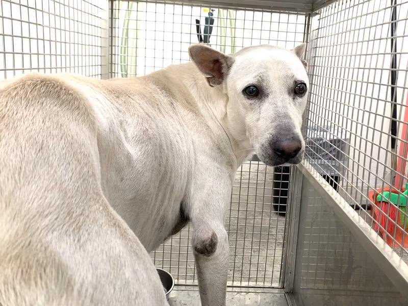 White adult male mixed-breed dog, Medium, shelter no. …1302