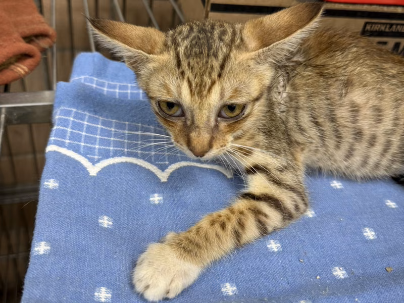 Tabby young mixed-breed cat, Small, shelter no. …3003