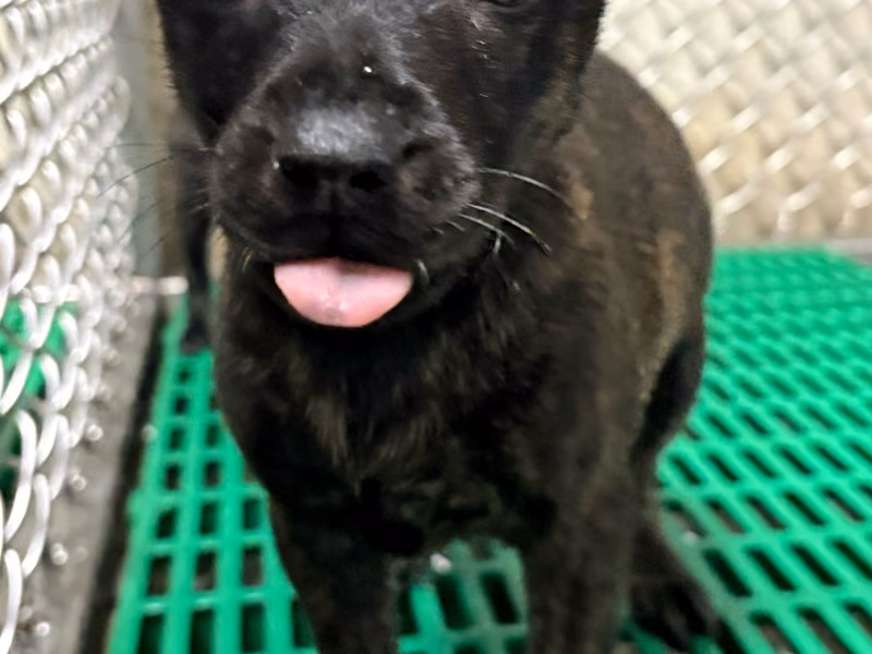 Black-and-brown young female mixed-breed dog, Small, shelter no. …3005