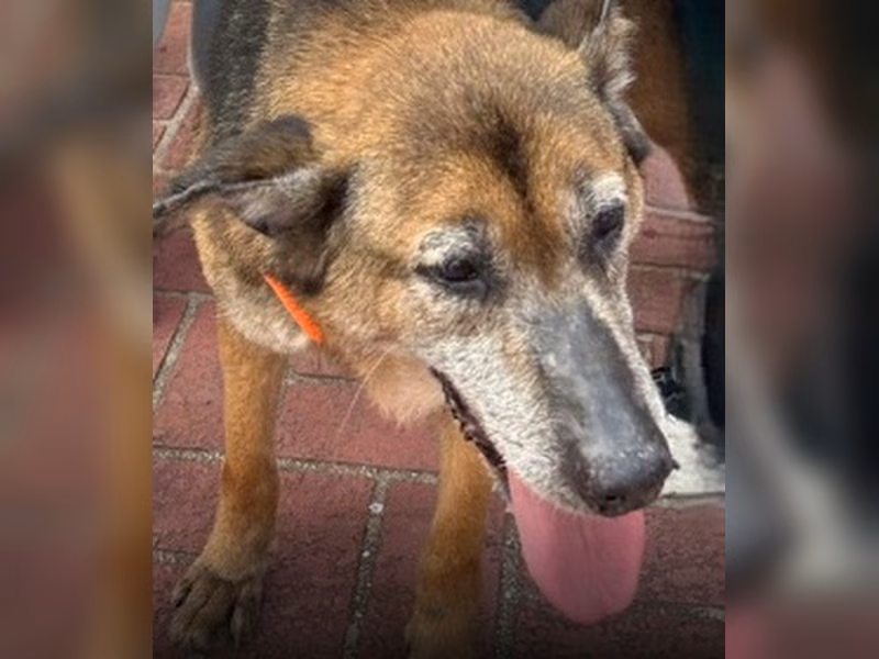 Black-and-brown adult male mixed-breed dog, Medium, shelter no. …4006