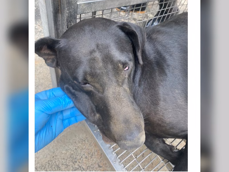 Black adult male mixed-breed dog, Medium, shelter no. …6-09