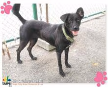 Black adult female mixed-breed dog, Medium, shelter no. …2403