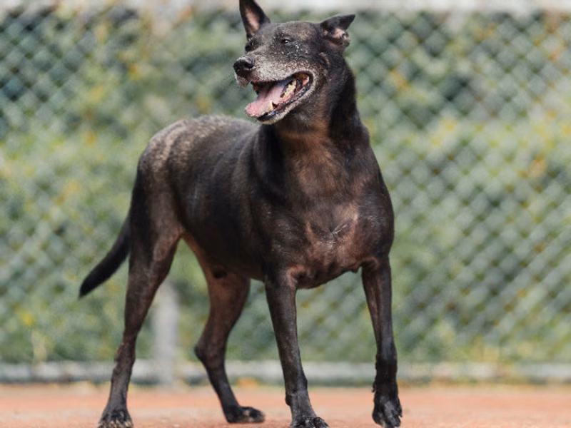 Black adult male mixed-breed dog, Medium, shelter no. …2801