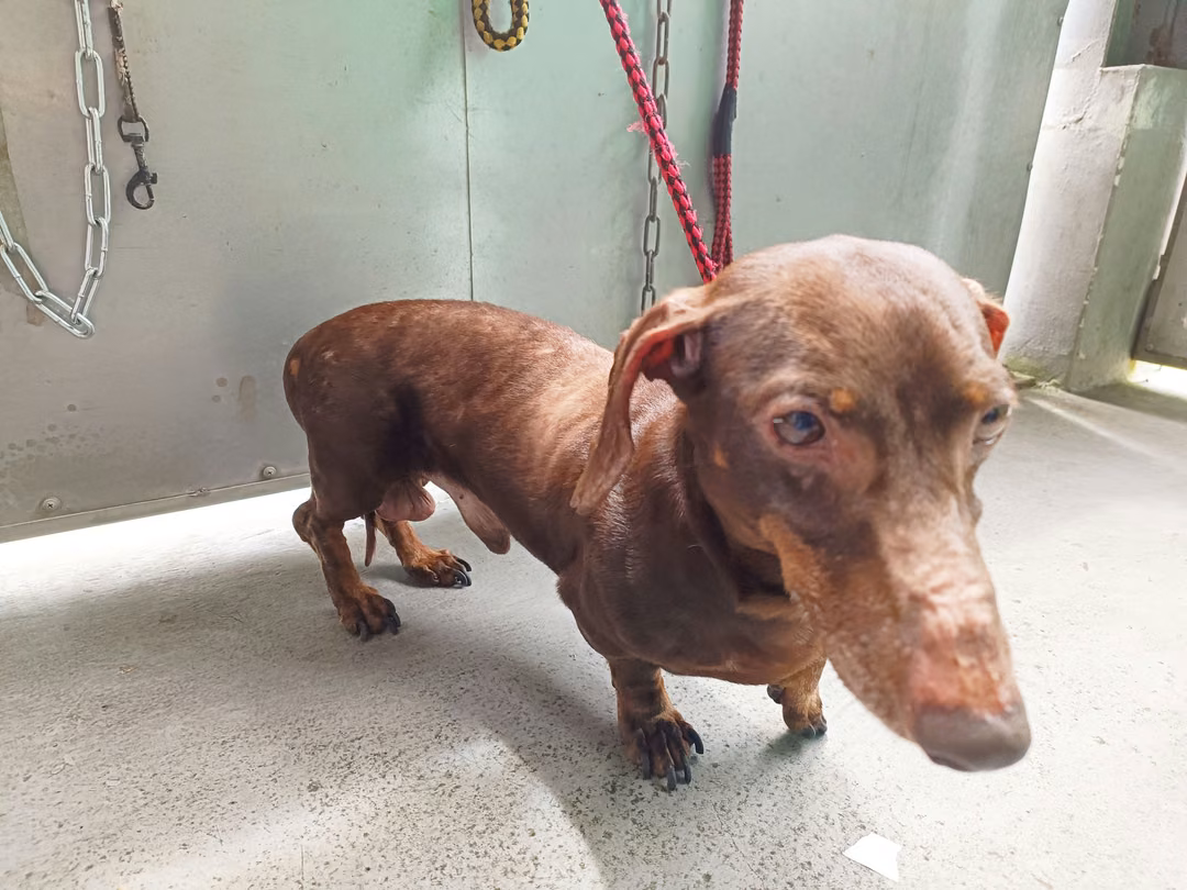 Brown adult male dachshund, Small, shelter no. …8002