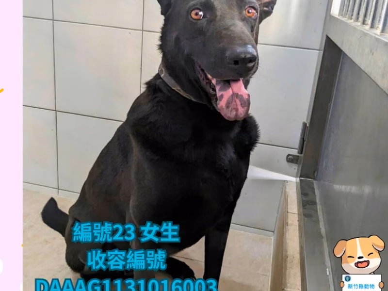 Black adult female mixed-breed dog, Large, shelter no. …6003