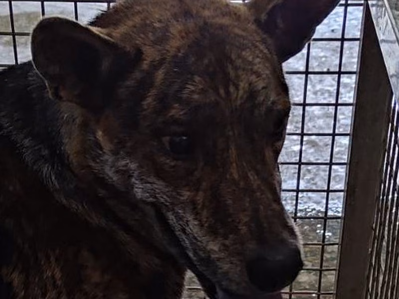 Tabby adult male mixed-breed dog, Medium, shelter no. …7-03