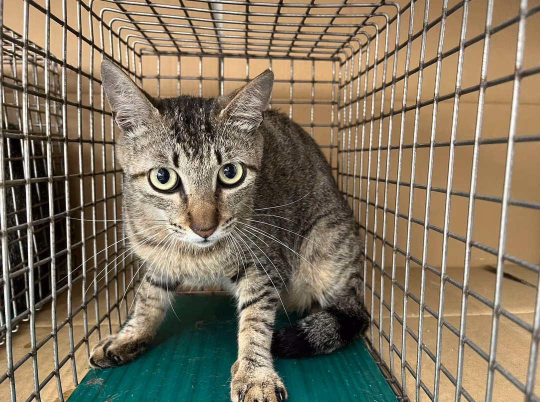 Tabby adult female mixed-breed cat, Medium, shelter no. …0309