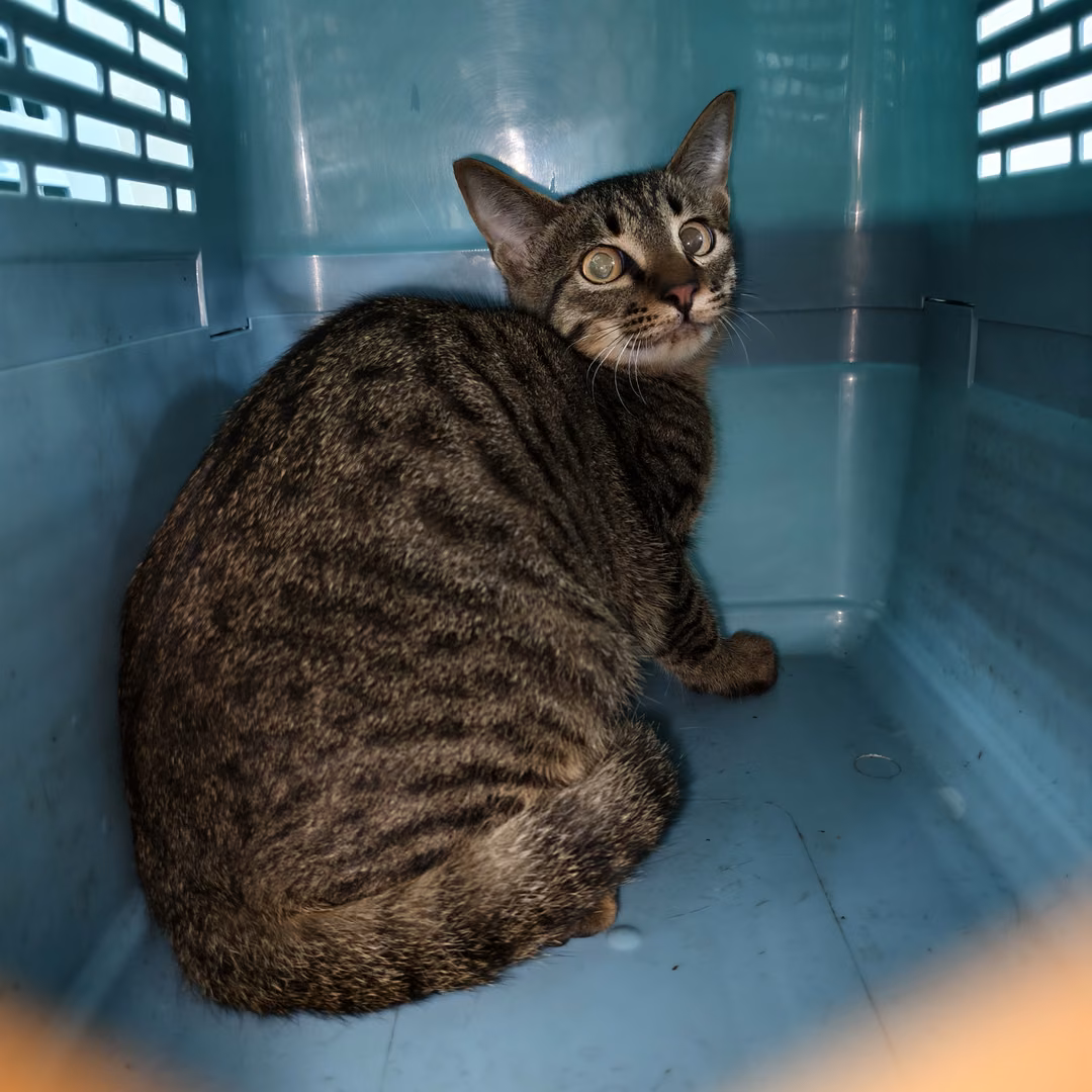 Black tabby adult male mixed-breed cat, Medium, shelter no. …3007