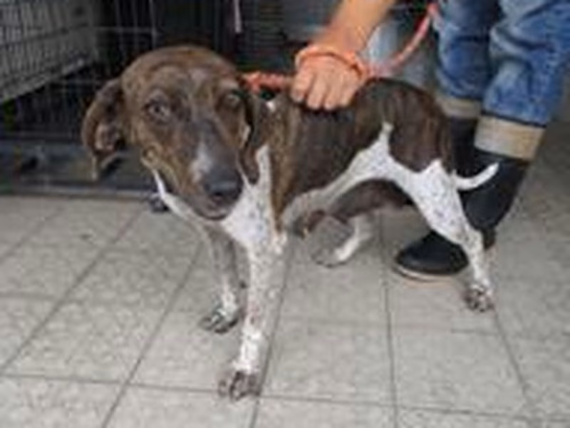 Tabby-and-white adult female mixed-breed dog, Medium, shelter no. …3110
