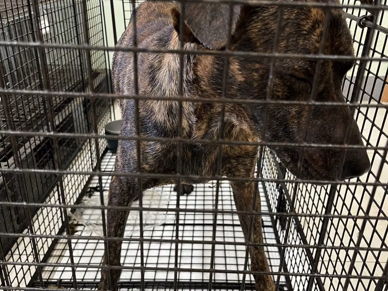 Tabby adult male mixed-breed dog, Small, shelter no. …8D01