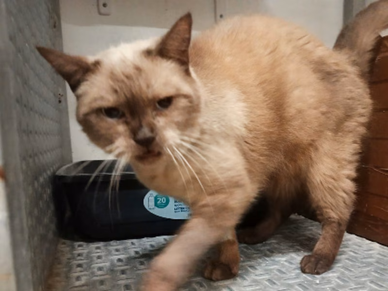 Kitty, Senior · Female · Small · Siamese