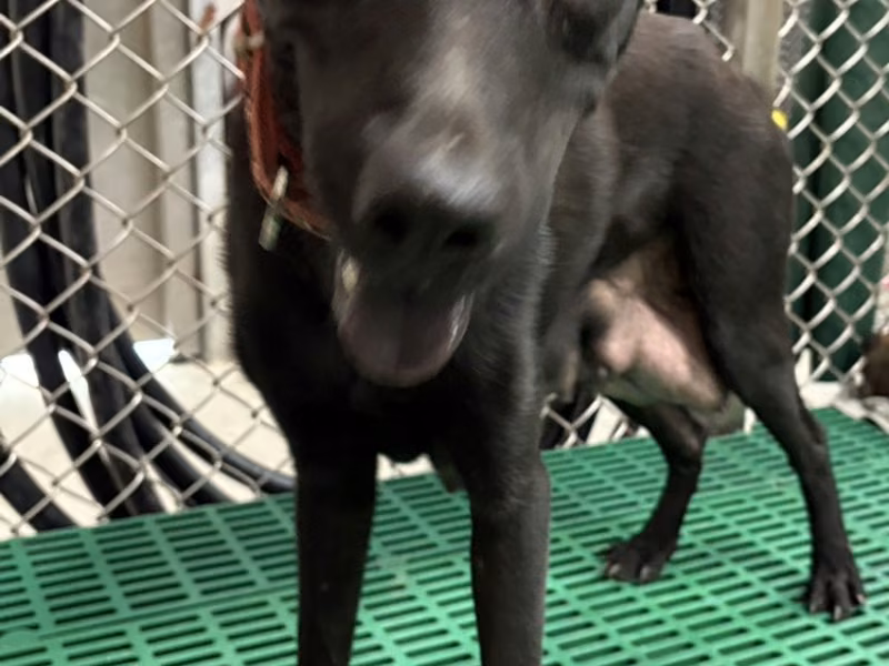 Black adult female mixed-breed dog, Medium, shelter no. …1004