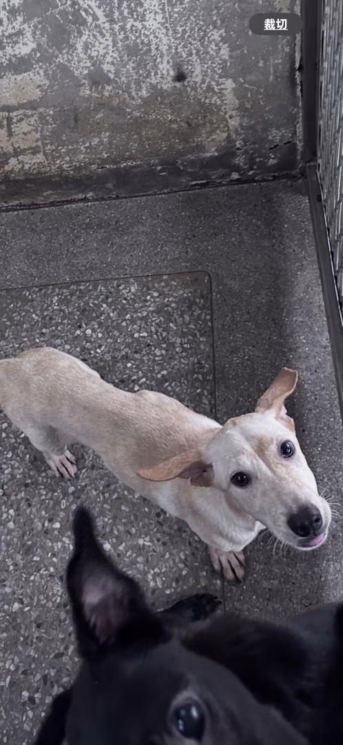 Cream young male mixed-breed dog, Medium, shelter no. …7003