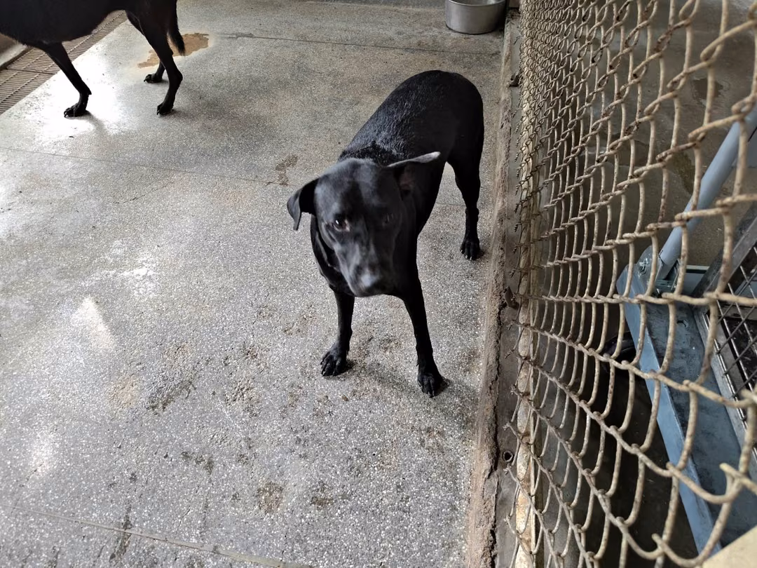 Black adult female mixed-breed dog, Large, shelter no. …0201