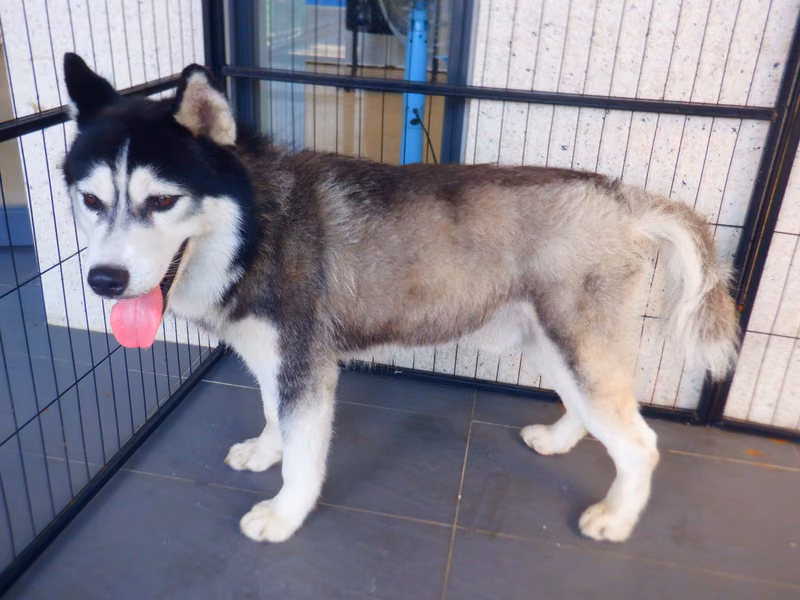 Black-and-white adult male Siberian Husky, Medium, shelter no. …2533