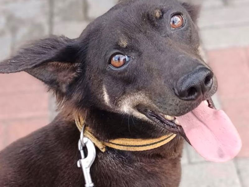 Black adult male mixed-breed dog, Medium, shelter no. …6-06