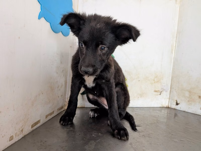 Black young female mixed-breed dog, Medium, shelter no. …2110