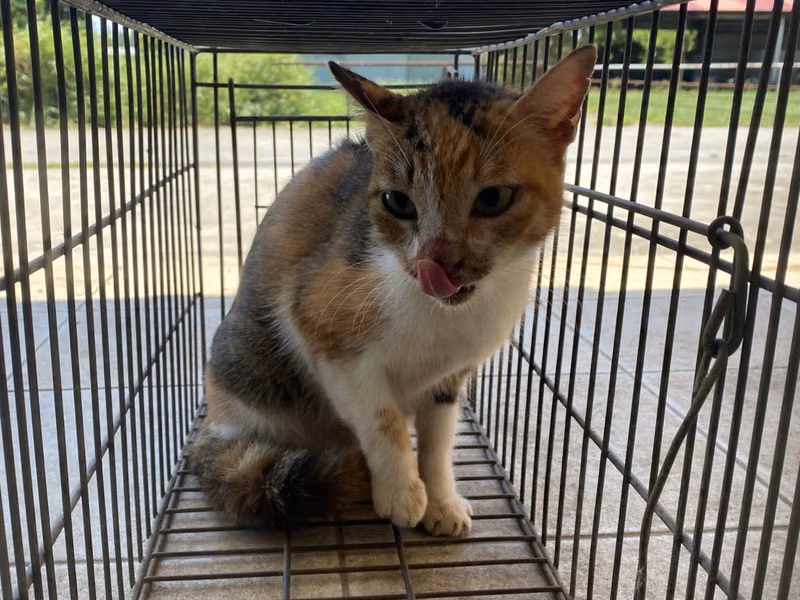 Calico adult female mixed-breed cat, Small, shelter no. …8C01