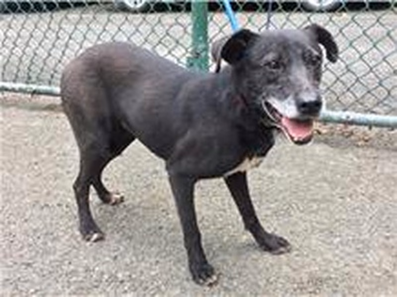 Black young male mixed-breed dog, Small, shelter no. …0213