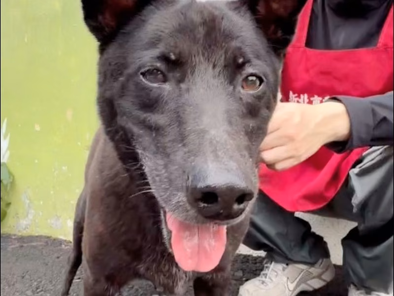 Black adult male mixed-breed dog, Medium, shelter no. …2001
