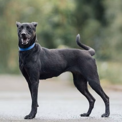 Black adult female mixed-breed dog, Medium, shelter no. …0003