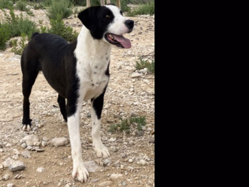 Hugo, Adult · Male · Large · Mixed breed