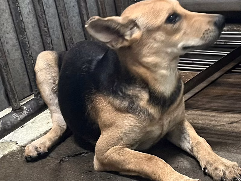Adult female mixed-breed dog, Medium, shelter no. …8003