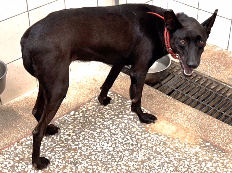 Black adult female mixed-breed dog, Large, shelter no. …0A25