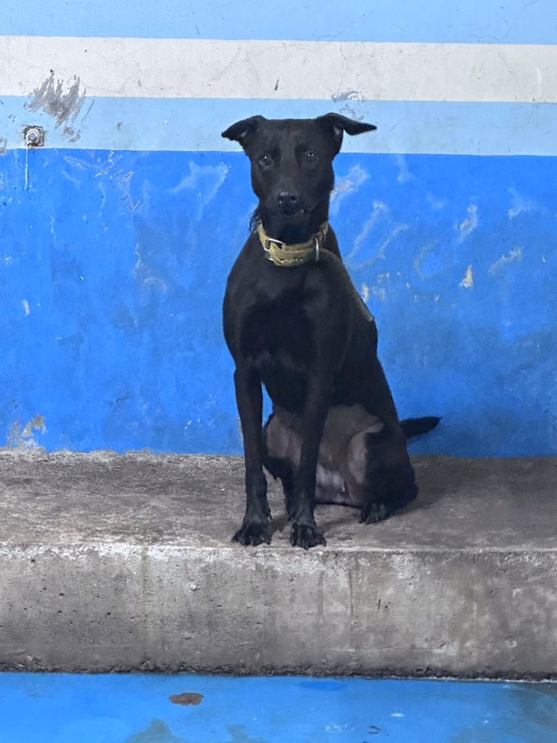 Black adult female mixed-breed dog, Large, shelter no. …9003
